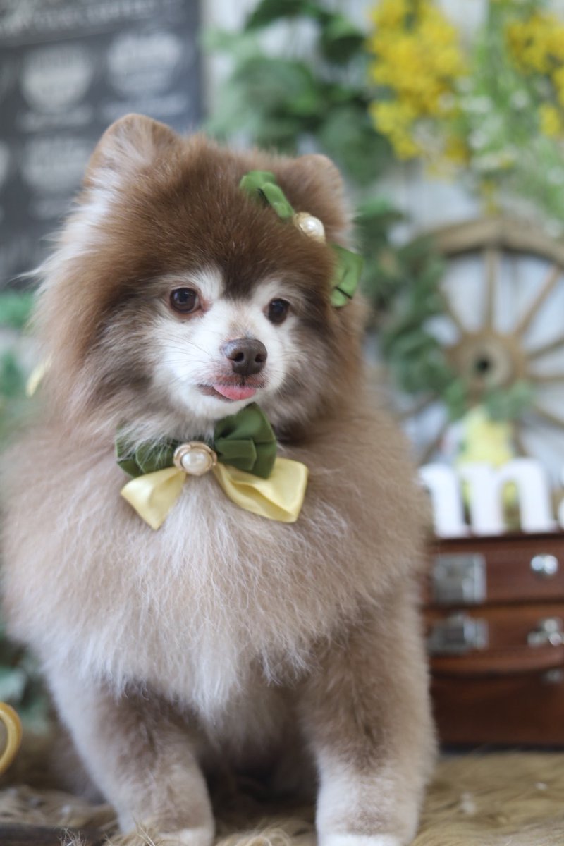 aki_nyanpari tweet media