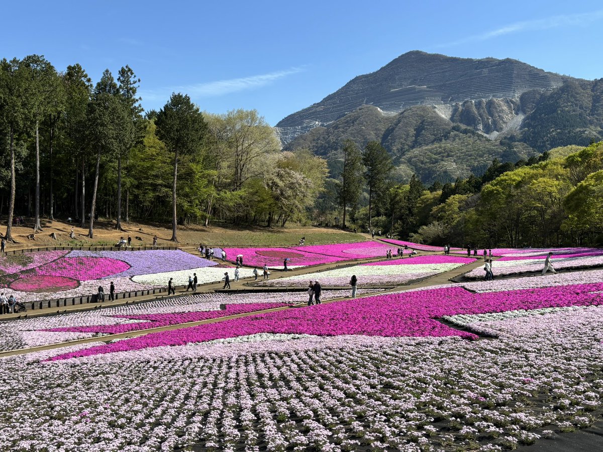 appliedchusuke's tweet photo. 羊山公園の芝桜、今年も壮観でした🌸
淡い青色が「エメラルド クッション」、濃いピンクが「マックダニエル クッション」というらしい

カラフルで美しい🥰 https://t.co/lA4nZfz32b
