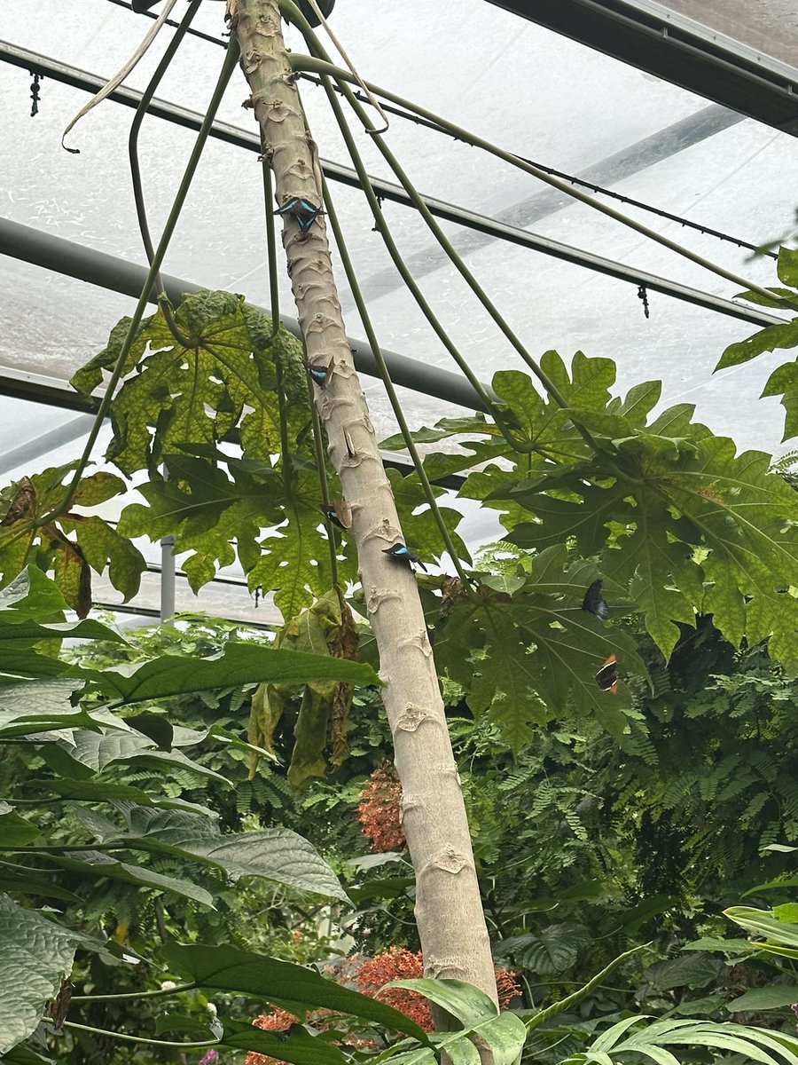 Aoi ❤️‍🩹 tweet media