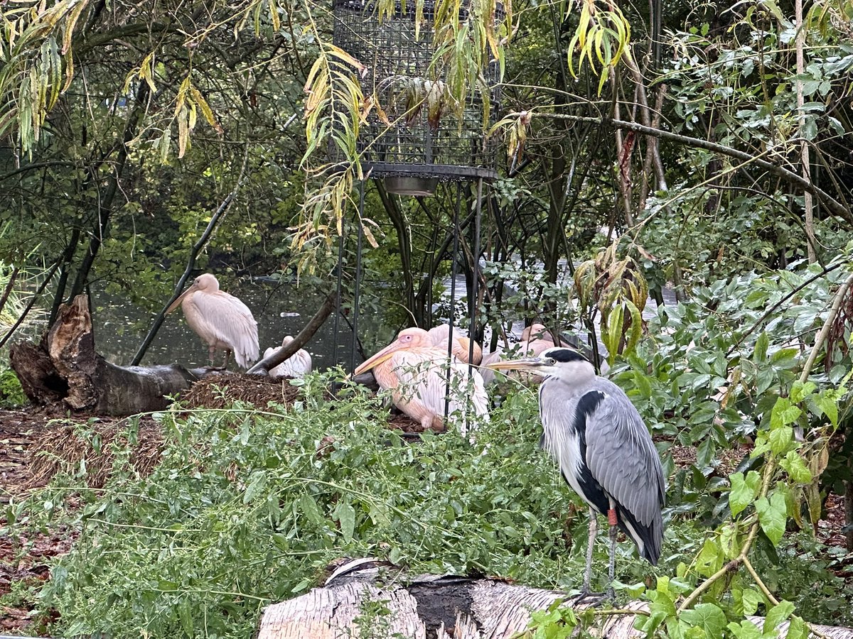 Aoi ❤️‍🩹 tweet media