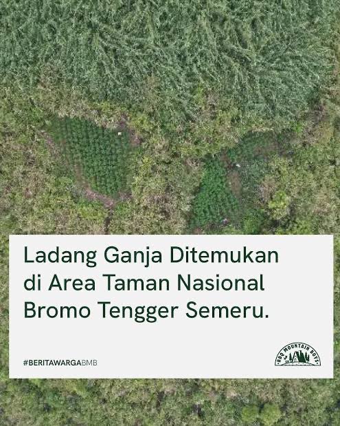 Amur Tigro tweet media