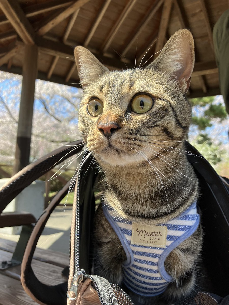 emu_furniture's tweet image. minneで桜の一枚板のローテーブルを出品いたしました(^-^)

先週行った公演の桜も綺麗でした🌸🐶🐱

#DIY
#ハンドメイド
#マルプー
#猫