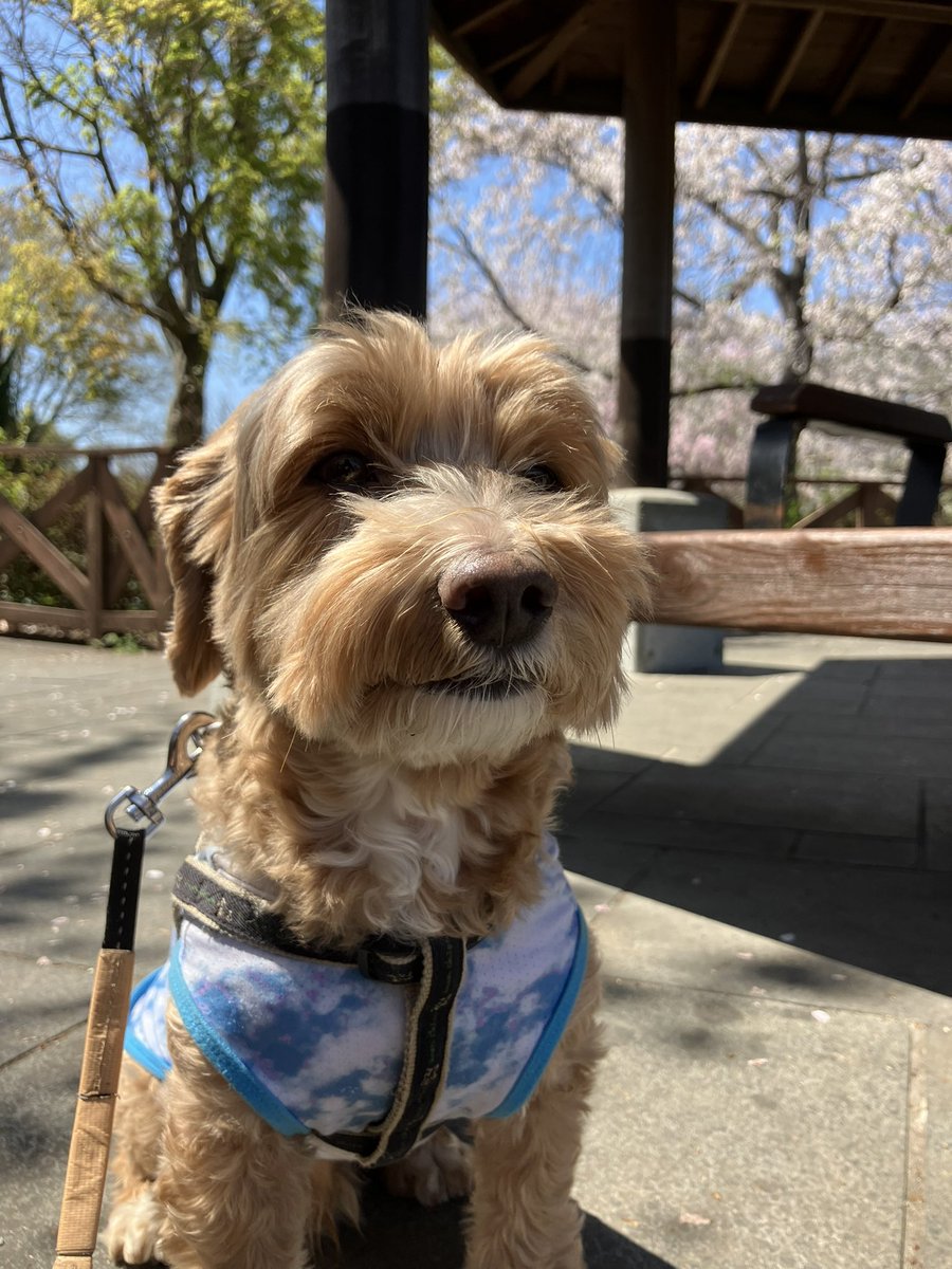 emu_furniture's tweet image. minneで桜の一枚板のローテーブルを出品いたしました(^-^)

先週行った公演の桜も綺麗でした🌸🐶🐱

#DIY
#ハンドメイド
#マルプー
#猫