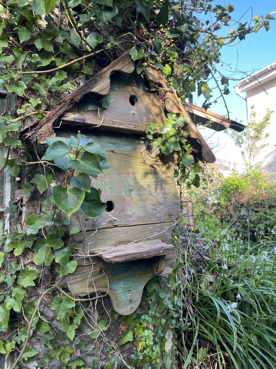 helen21206699's tweet image. Good morning from my little #cottage #garden this old #nestbox has been chosen by the #bluetits