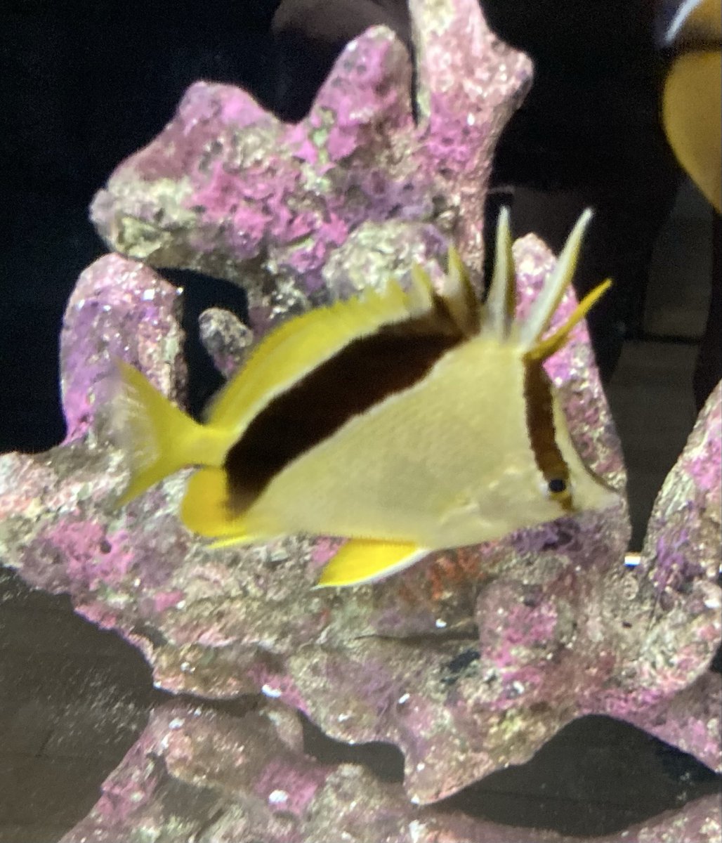 basabei tweet picture