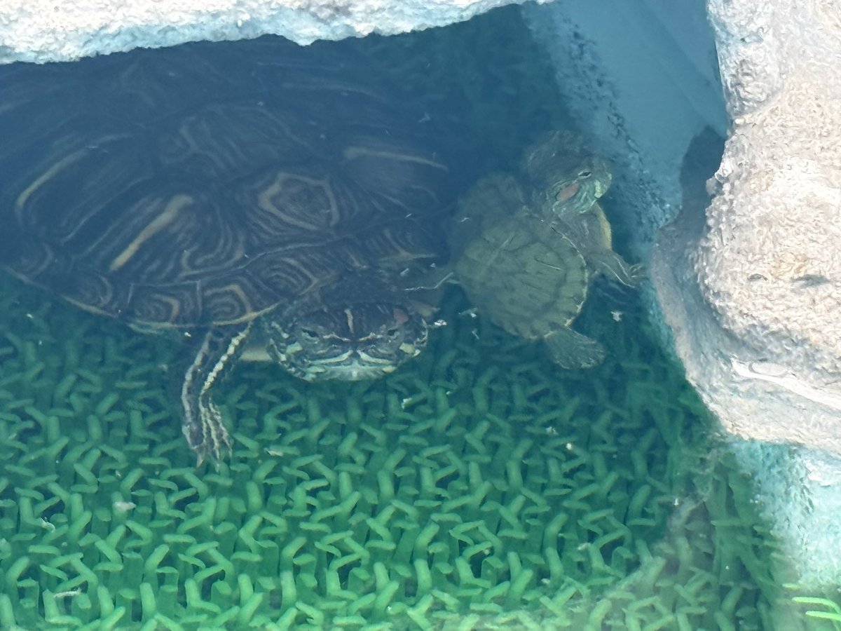 スペックくん tweet media