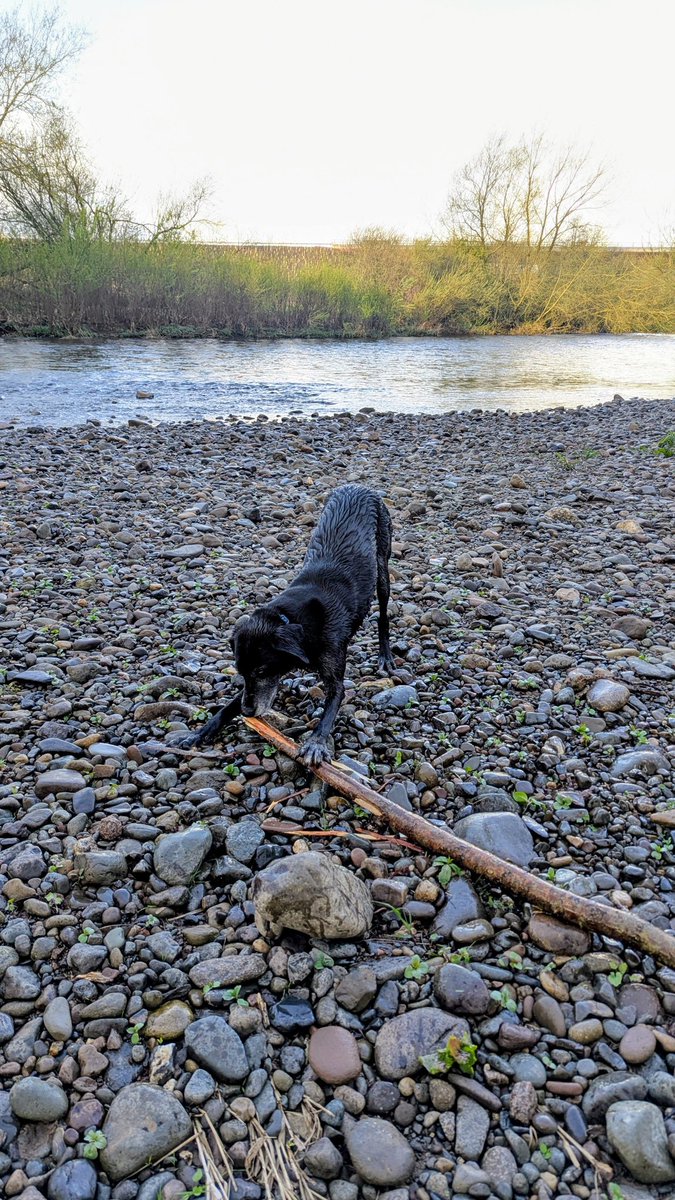 NotBadForHerAge's tweet image. Riverside walk with miss #Damson &amp;amp; mr #Fred this morning 😊 Damson wasn't keen on getting wet, but offered Fred plenty of encouragement from the sides 😅🐾🐾 #goodmorning #happysunday #dogs #happydogs