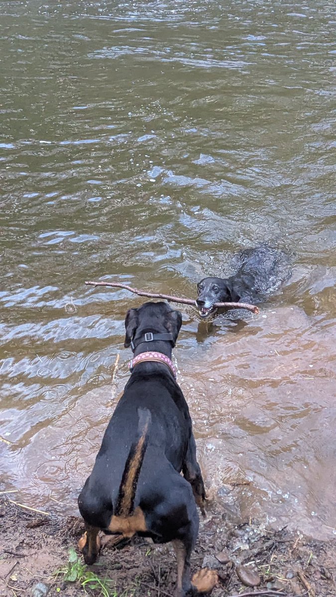 NotBadForHerAge's tweet image. Riverside walk with miss #Damson &amp;amp; mr #Fred this morning 😊 Damson wasn't keen on getting wet, but offered Fred plenty of encouragement from the sides 😅🐾🐾 #goodmorning #happysunday #dogs #happydogs