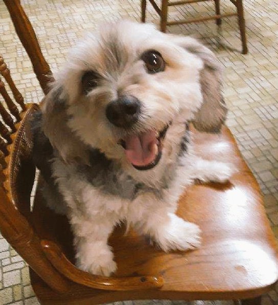 iCarlyFan2009's tweet image. "👂LISTEN👂"
Lucy Need Lots Of Dog Stuff &amp;amp; Food, So please support Lucy, My Pet Dog Fundraiser: 
"To Donate by Cash App, Please 'SEND' to: cash.app/$Kayyuen48
#animallover #HelpingAnimals
#doglove #DogDay (3)
⬇️I want to have a Future⬇️
   "Christmas2023    |  New Years2024"