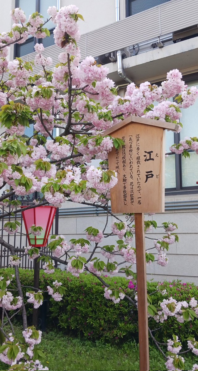 ●照れワイズ tweet media