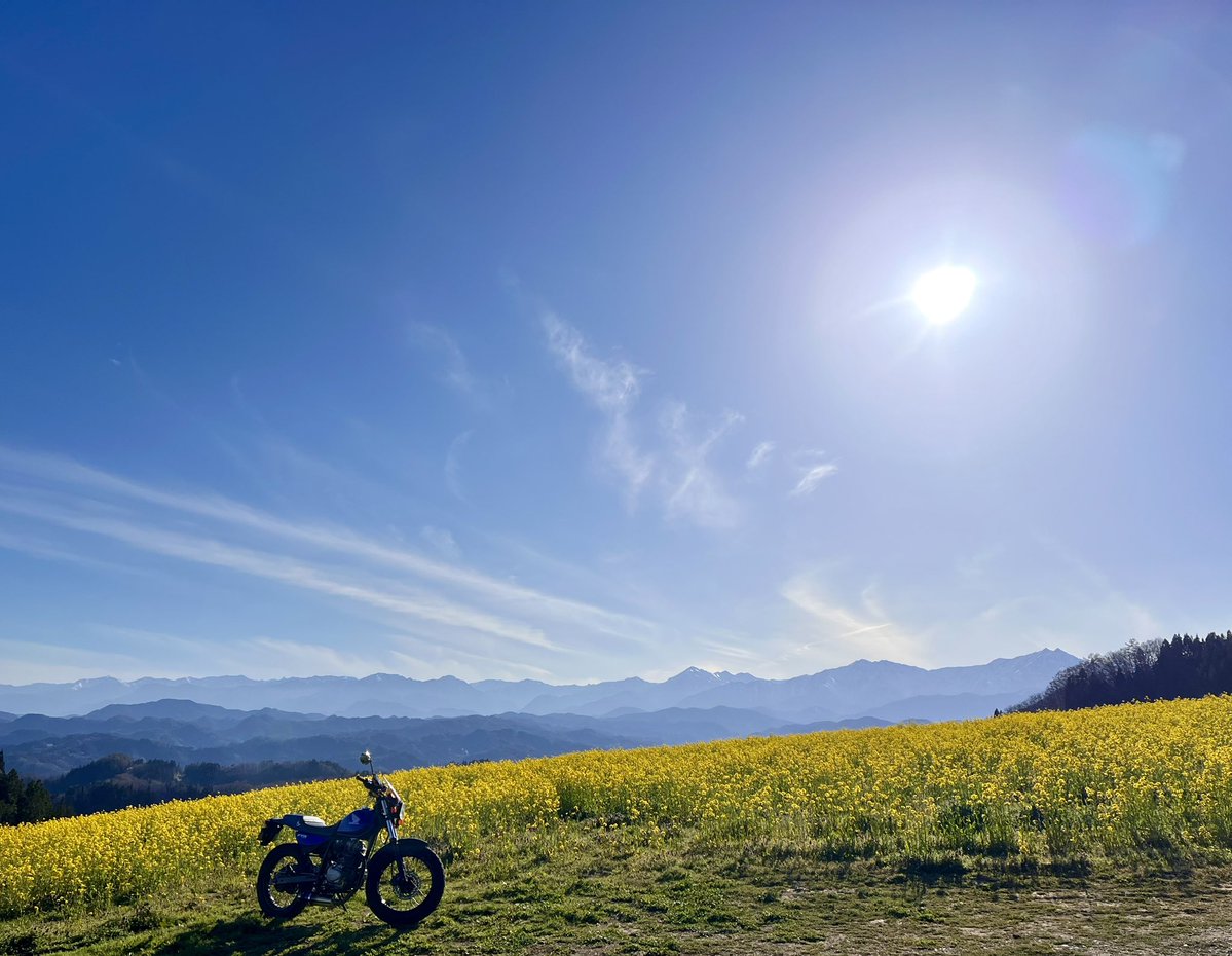 yoshi 223 tweet media