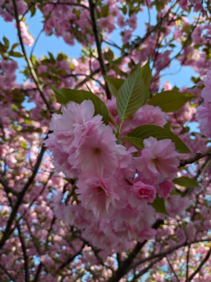 けいてぃー@大爆ﾀﾋ王 tweet media