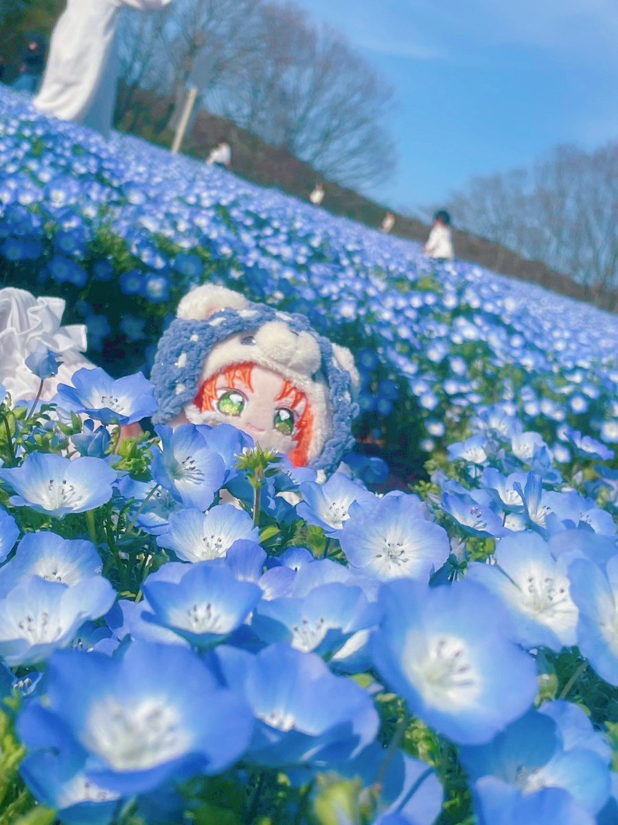 az2i7u's tweet photo. ネモフィラとレオぬい💠 https://t.co/FctvNwRCZ9