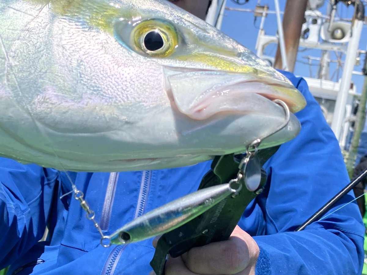Esorafishing's tweet image. やっぱブレードジギングすげーや！！！！
79cmのほぼブリGET🙌✨

フォールショット 60g フルシルバー／メタルショットTGボートサワラ スペアフック SILVER

#SHIMANO