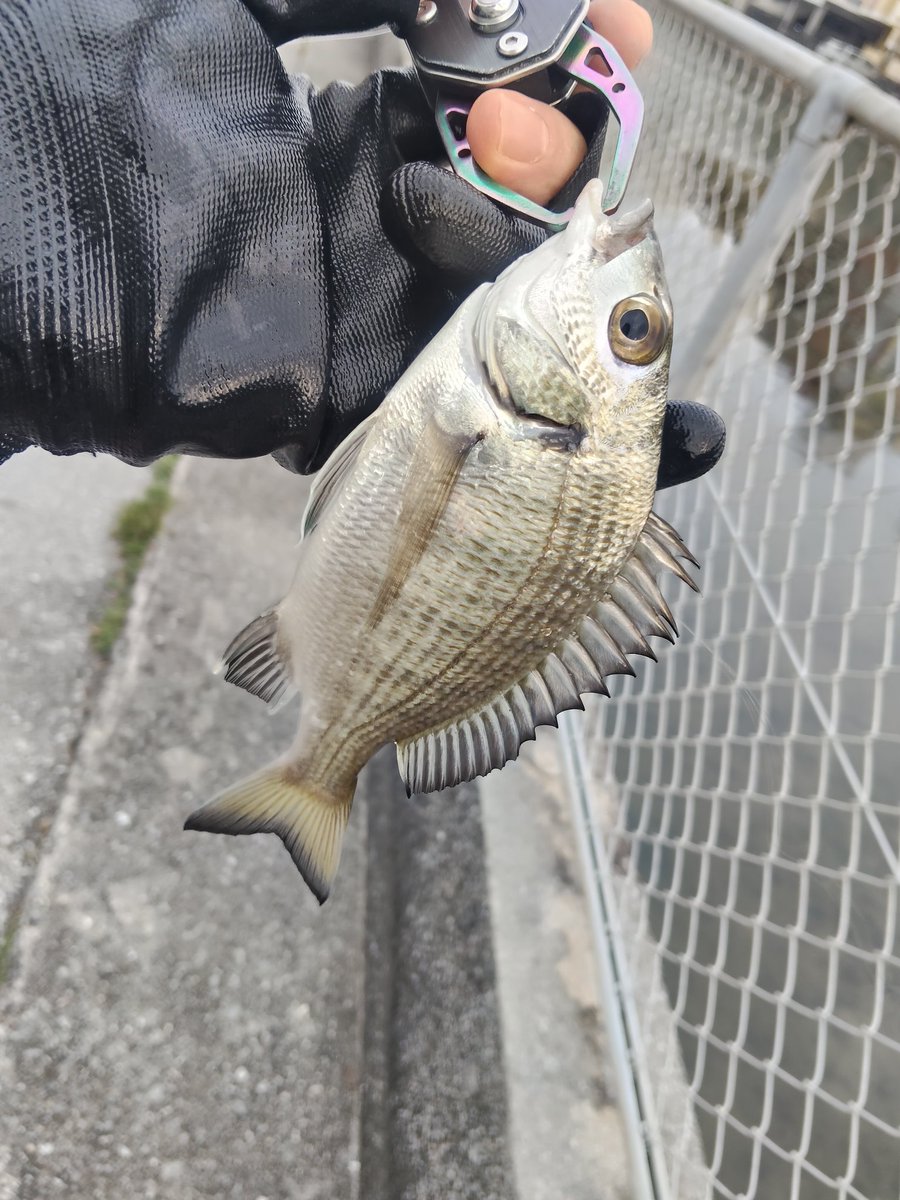 cassiopeia5m's tweet photo. 今年の初魚
あ、あけましておめでとうございますぅ(笑)
#ゼブコ
#33マイクロ
#ミナミクロダイ https://t.co/7zikmSbMlz