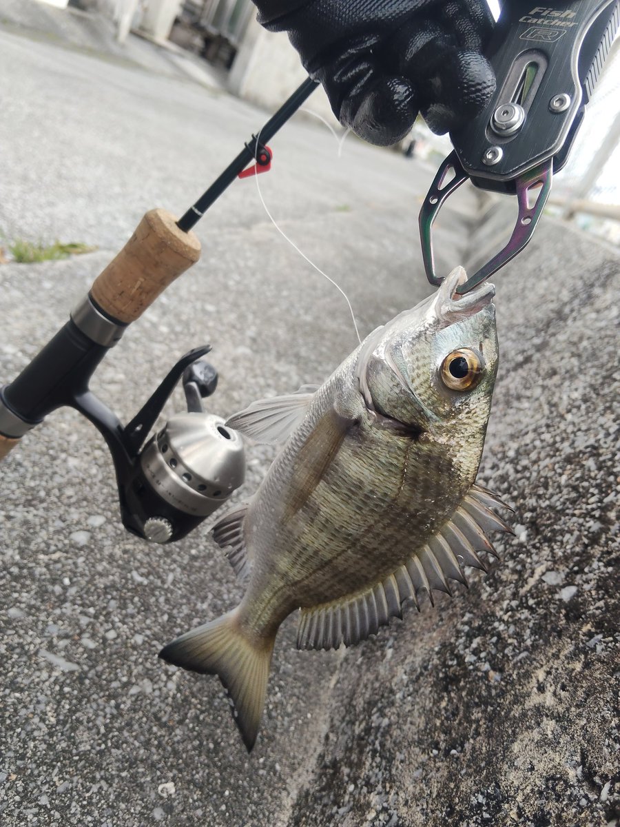 cassiopeia5m's tweet photo. 今年の初魚
あ、あけましておめでとうございますぅ(笑)
#ゼブコ
#33マイクロ
#ミナミクロダイ https://t.co/7zikmSbMlz