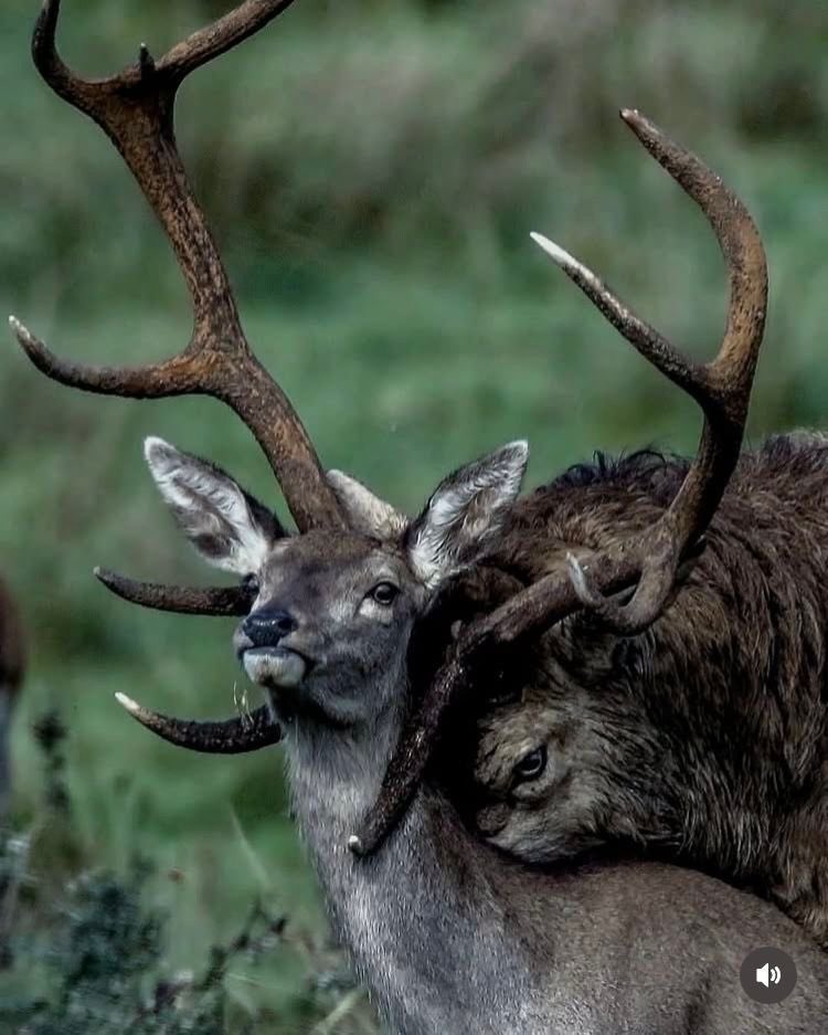 지맞악새 tweet media