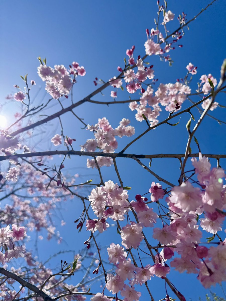 michinara3's tweet photo. 家に戻ったら白木蓮の花は散っていて、ソメイヨシノと枝垂れ桜が満開でした。そして黒アゲハは飛び立って行ってた・・・。 https://t.co/3U1GWykpBg