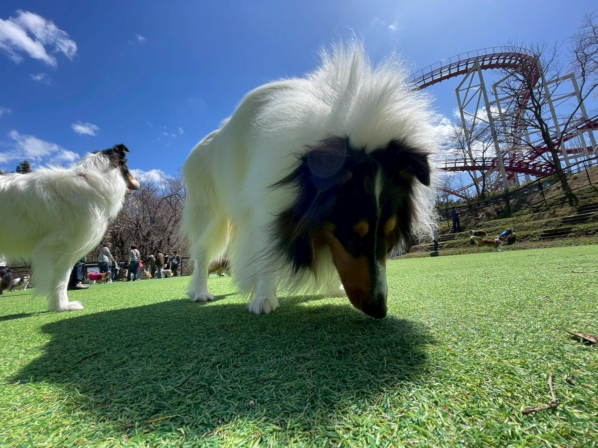 那須ハイランドパーク🎢🐶 tweet media