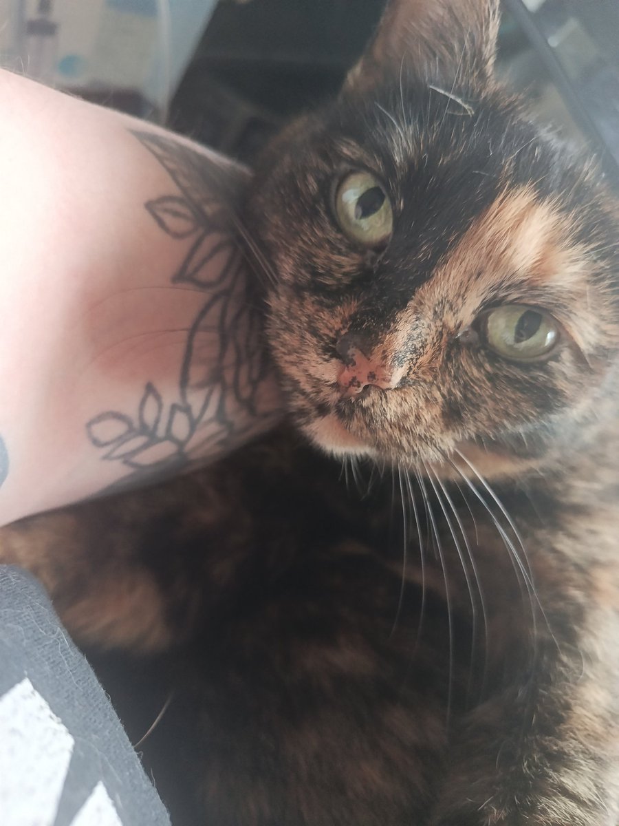 матриаршие пруды tweet media