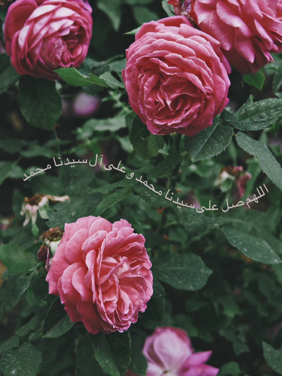 Sırr-ı Müphem tweet media