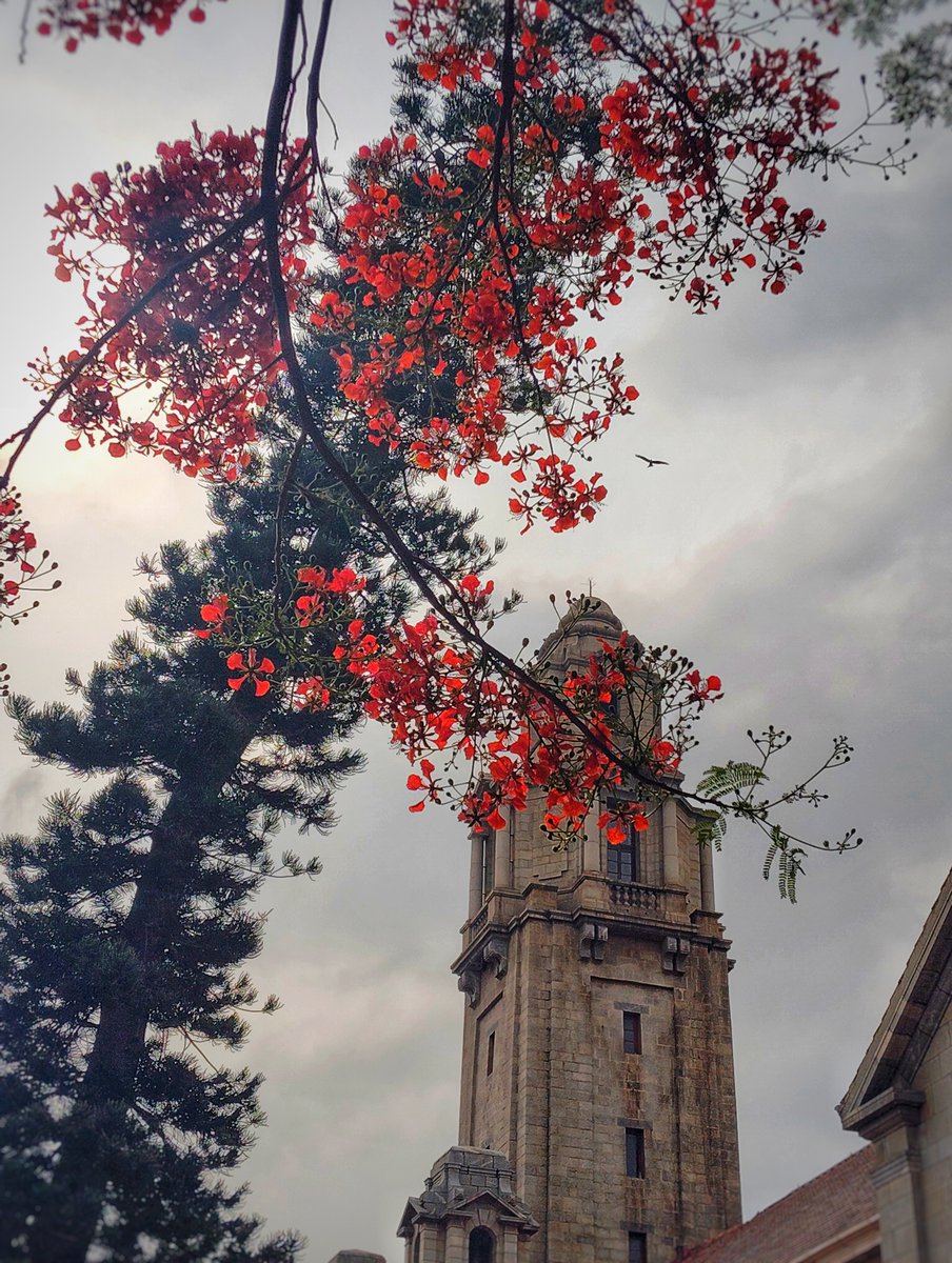 iiscbangalore's tweet image. Summer blooms.

📸: Ranjithkumar K

#IIScframes