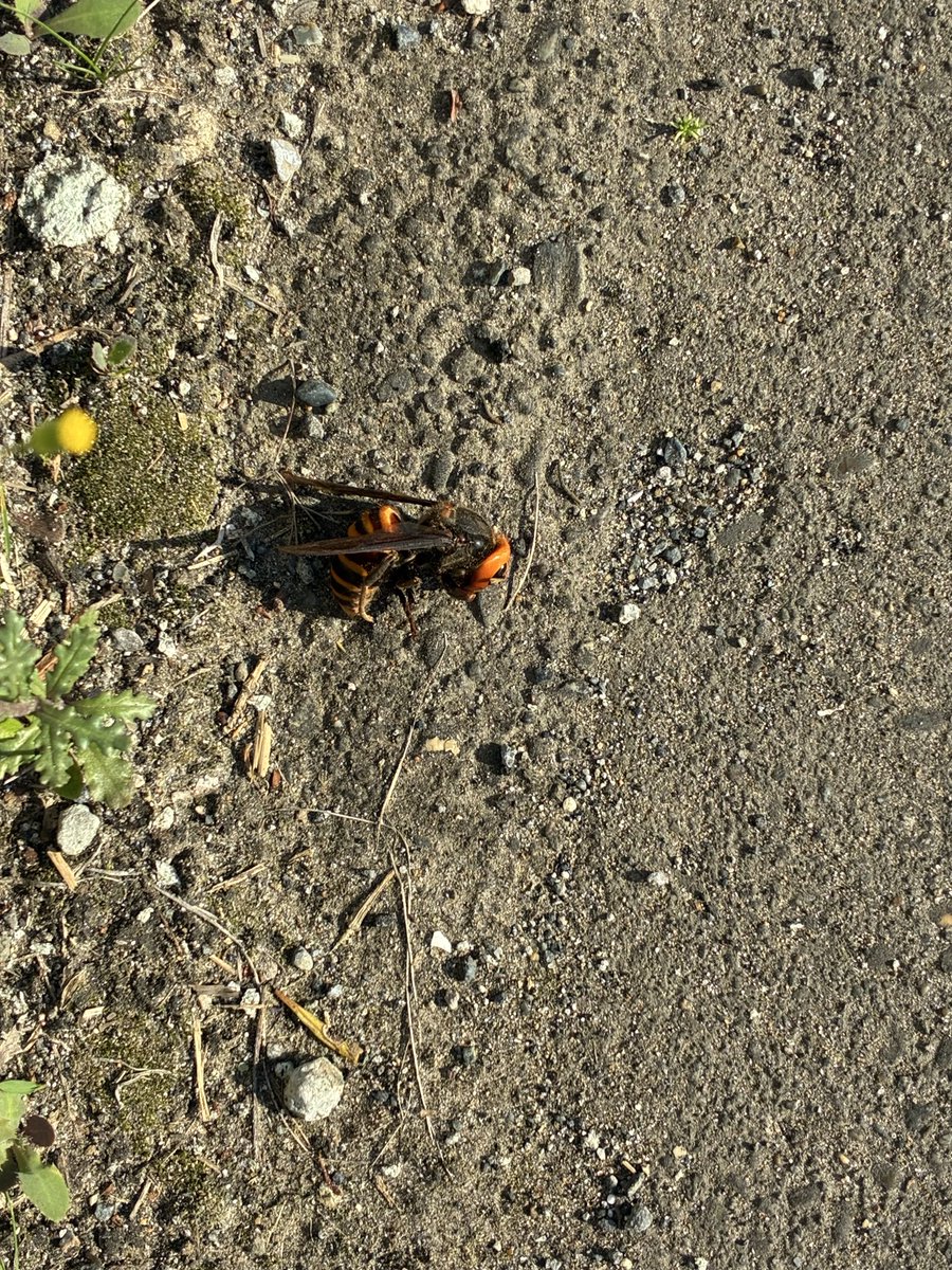 大きいの死んでたきゅま！！
怖いきゅまね、もう出てきてるんきゅまか