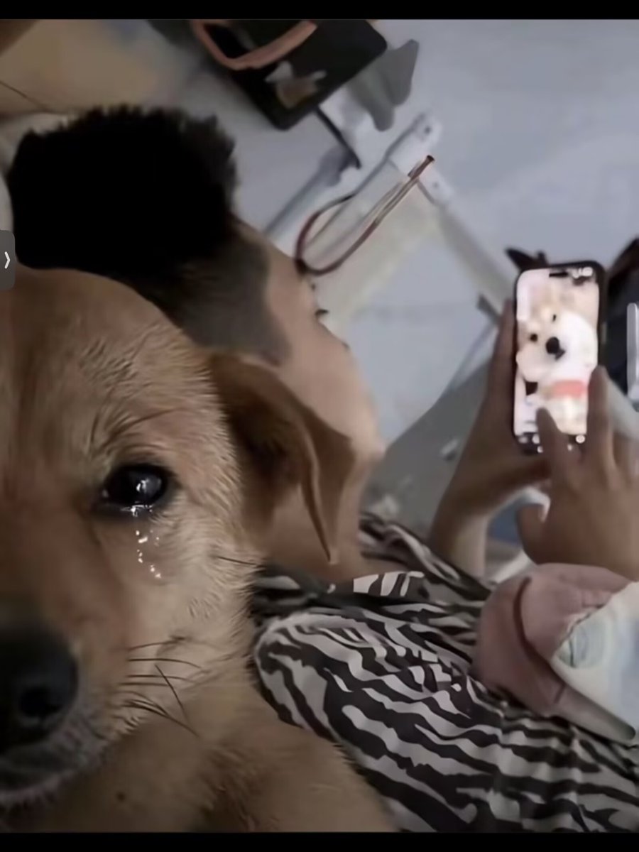 amei9491734854's tweet image. 😭🐶
＃richaya
#リチャアヤ