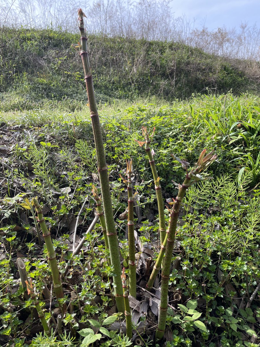 しそじ　おみそしば tweet media