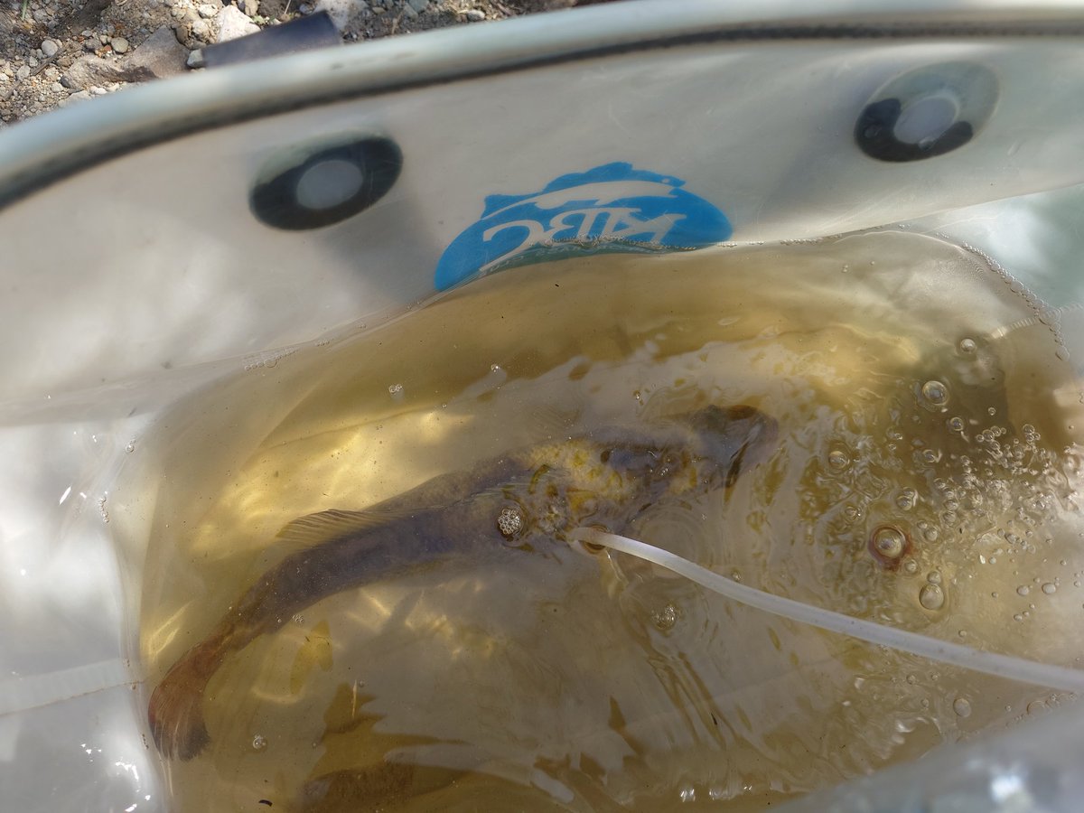 MakintyuAdamo's tweet image. 神奈川チャプター第1戦。
前日練習で見つけていた魚を捕れただけでしたが………予想以上に厳しかったみたいで4位👍
良いスタート？がきれました👌
#芦ノ湖
#NBC
#神奈川チャプター
#DUEL
#HARDCORE
#釣り吉ホルモンcup