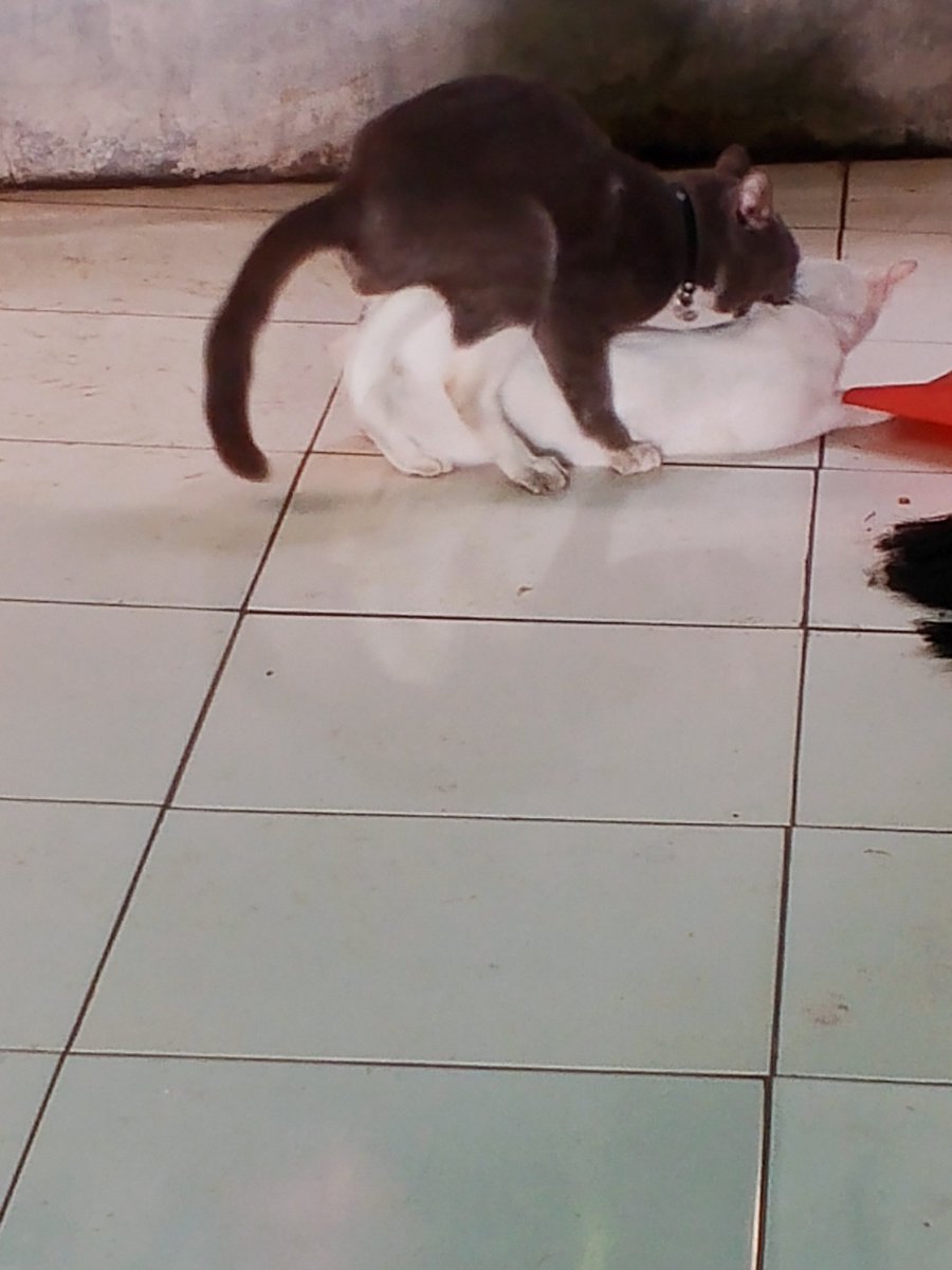 U_ridhowati tweet media