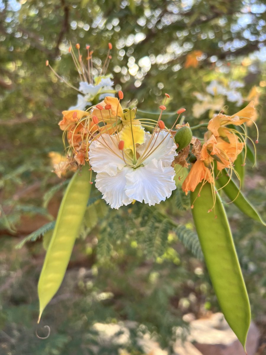 جمعية حياة رضوى البيئية tweet media