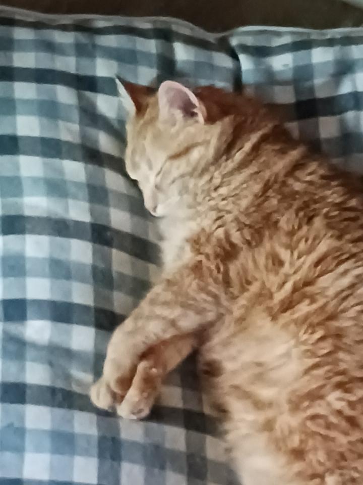 Winterscoat tweet media