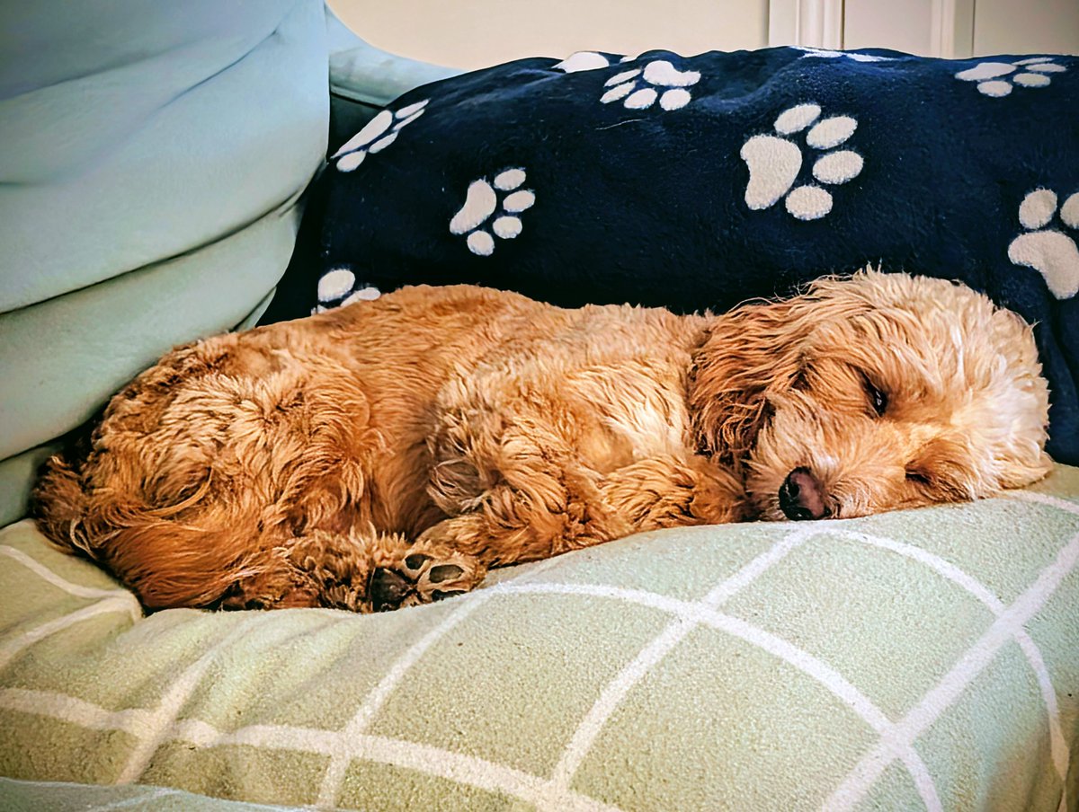 ScottMcCand22's tweet photo. @ClarksonsFarm1 Our beautiful Doris at her energetic best. X https://t.co/HdDvIyLM5i