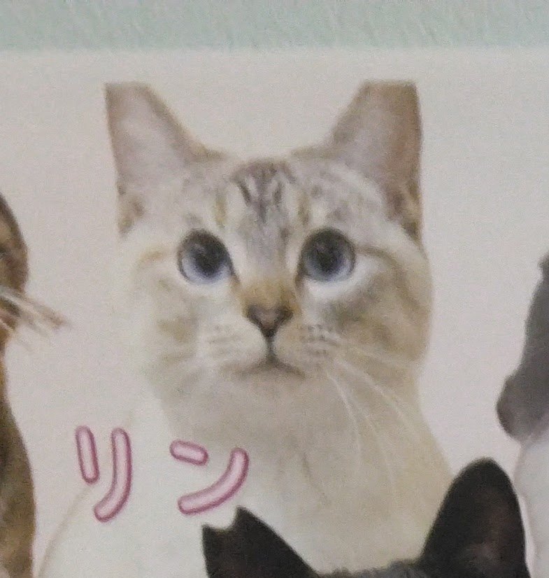 setouchi@kagawa tweet media