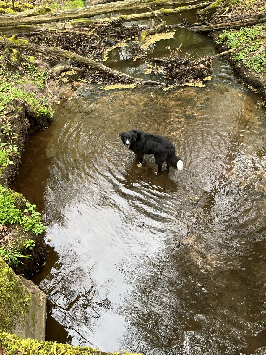 Peregrino tweet media