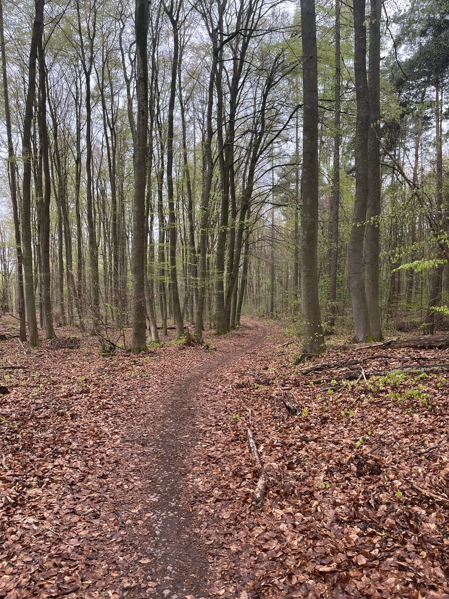 Peregrino tweet media