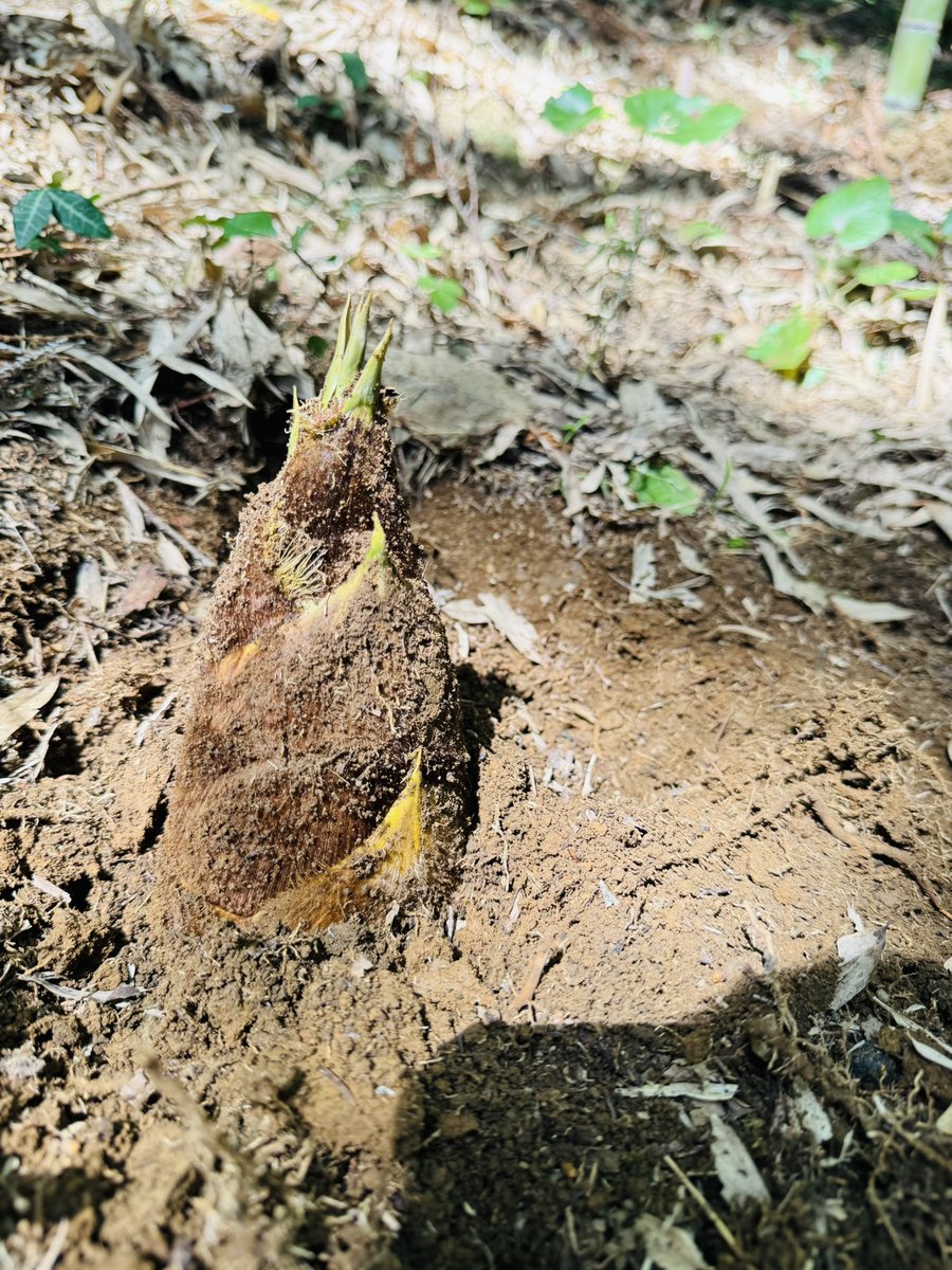 古川 奈苗 Nanae Furukawa tweet media