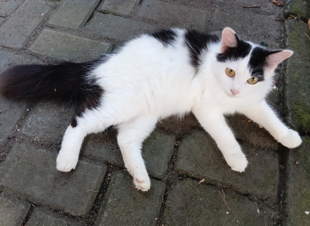 🦈 SUROBOYOFESS 🐊 tweet media