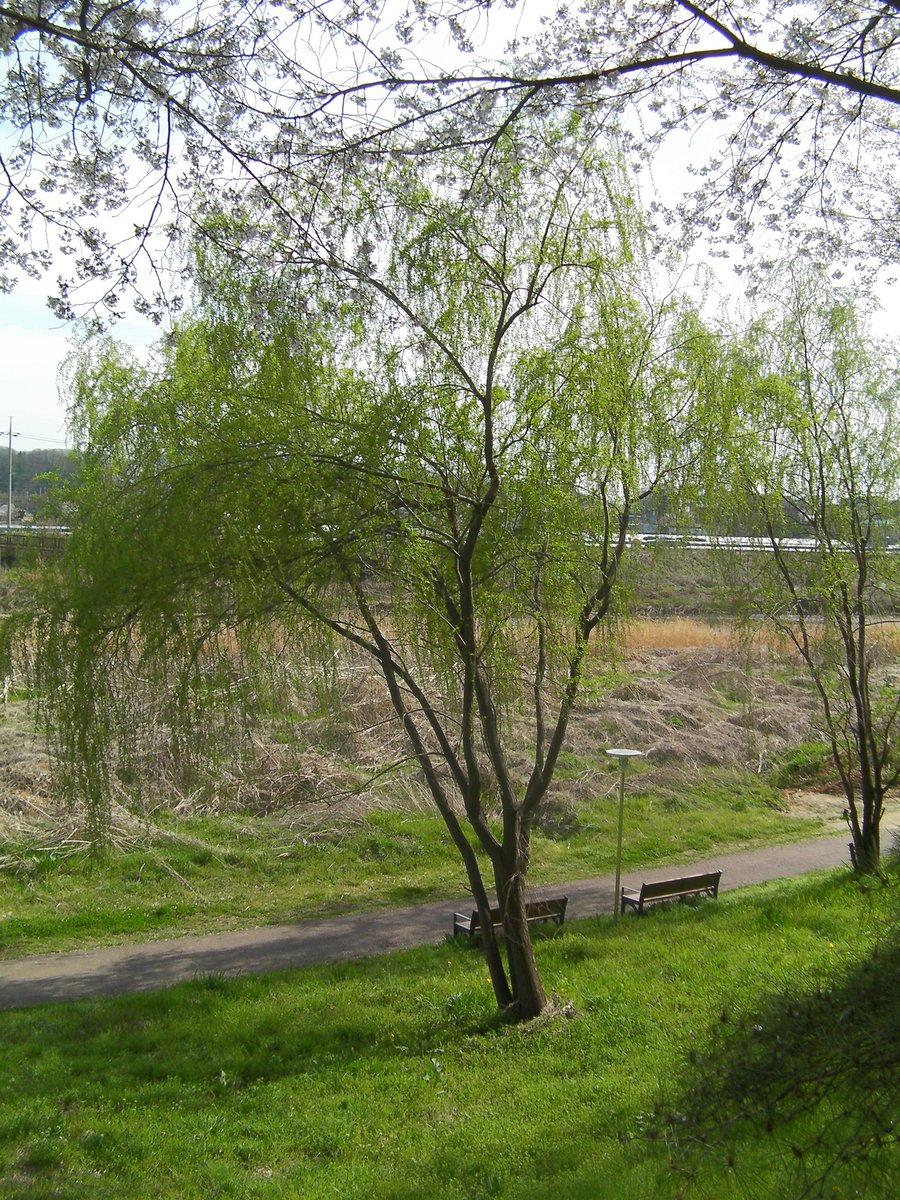 파르페 tweet media