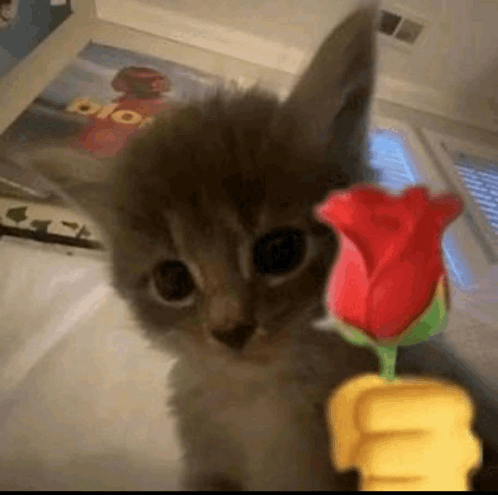 isabelle ૮ ․ ․ ྀིა | ENGENEfor7 tweet media