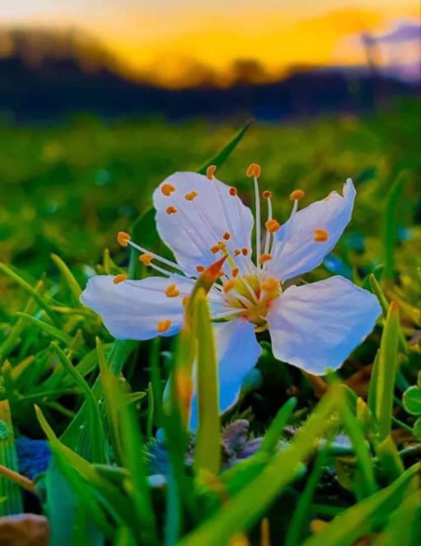 دي هيلو هديره💔 tweet media