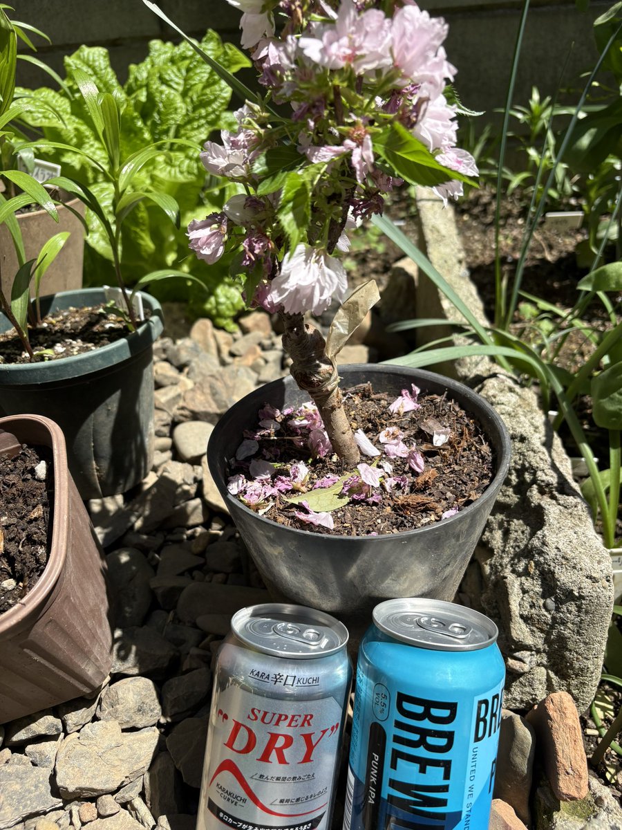 celtista tweet media