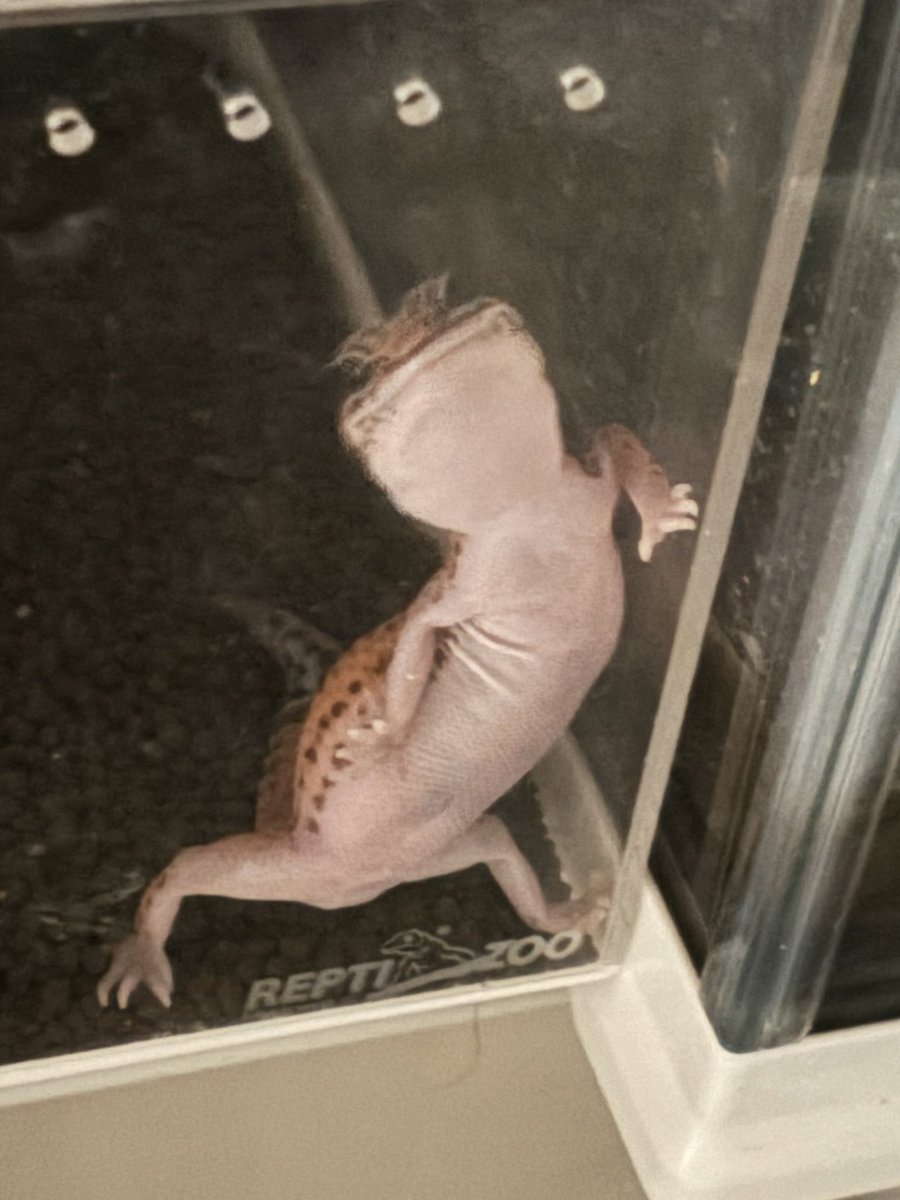 ふたちまき@たむたむ店主 tweet media