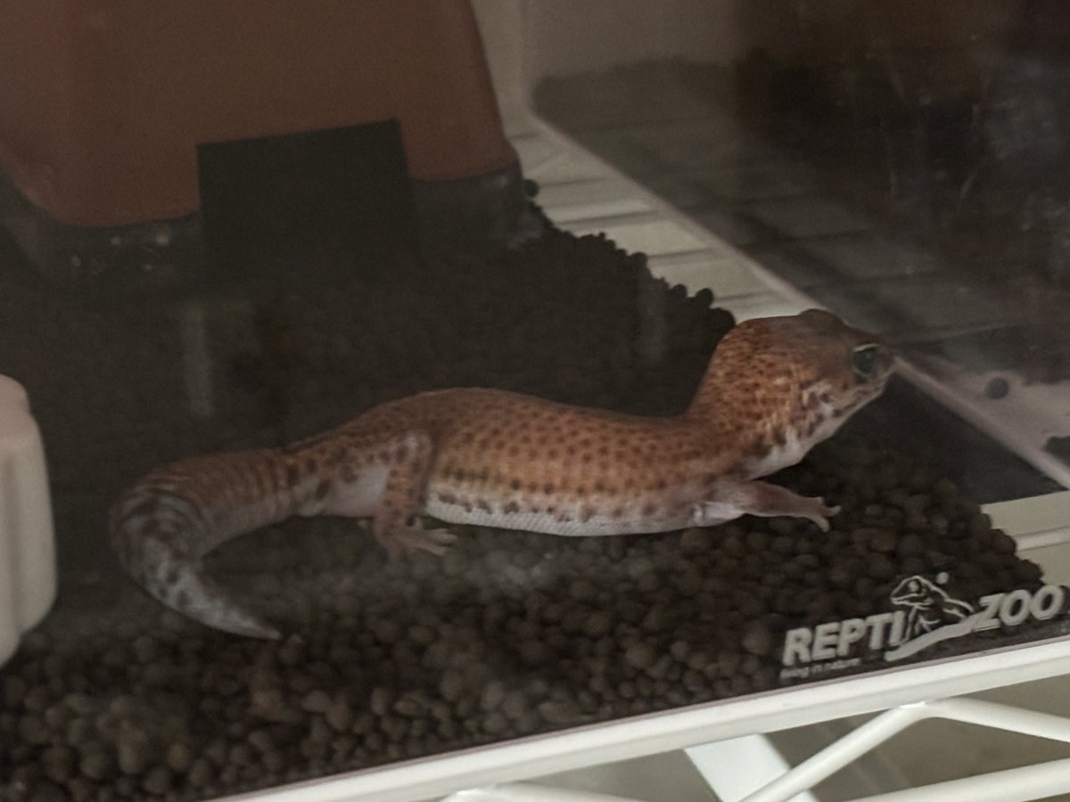 ふたちまき@たむたむ店主 tweet media