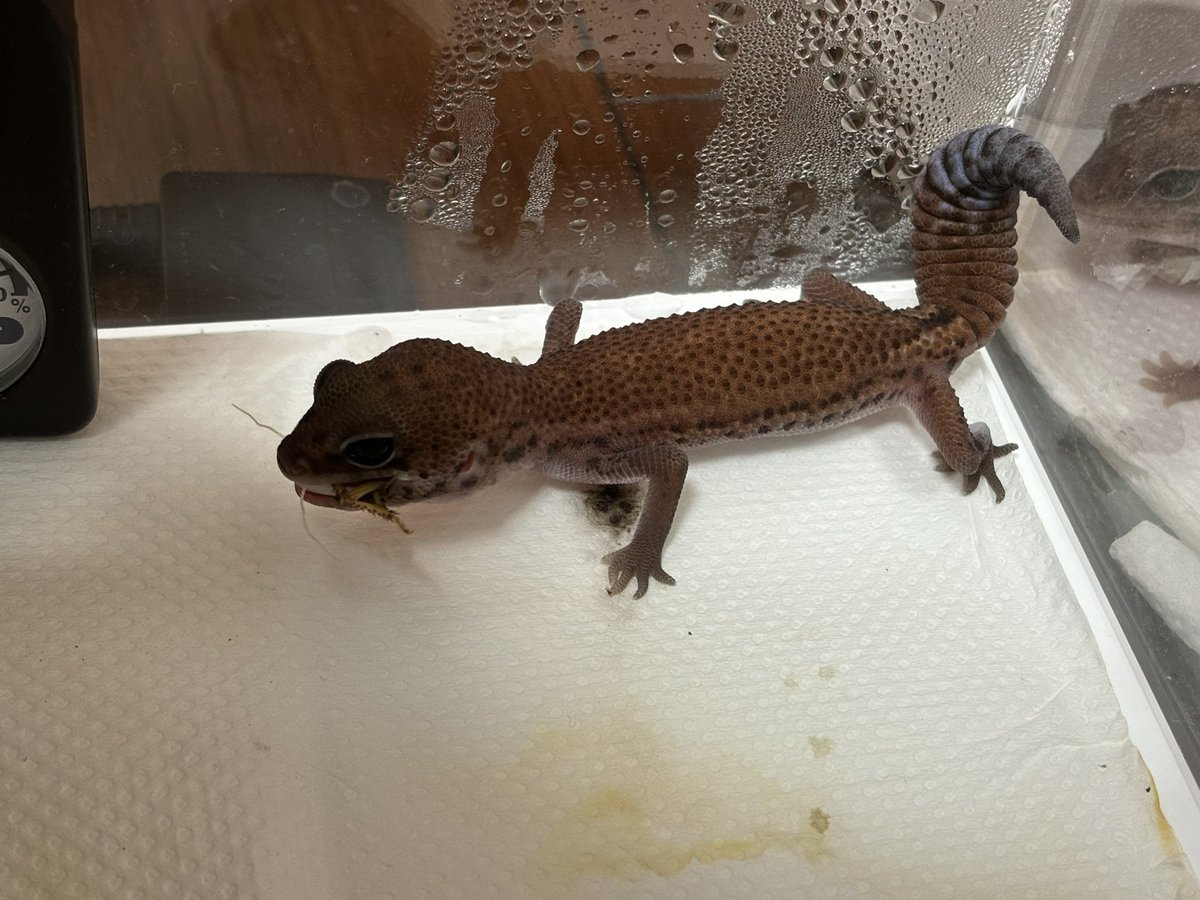 ふたちまき@たむたむ店主 tweet media