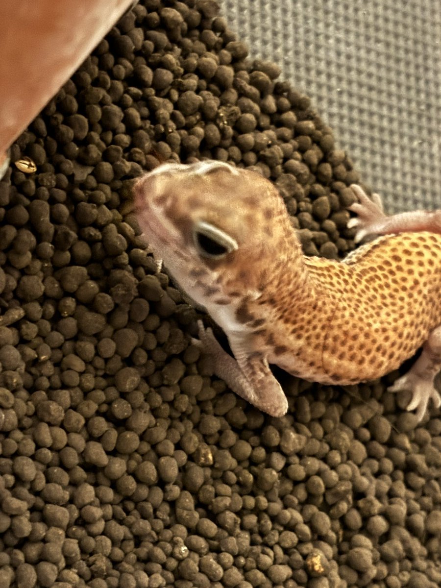 ふたちまき@たむたむ店主 tweet media