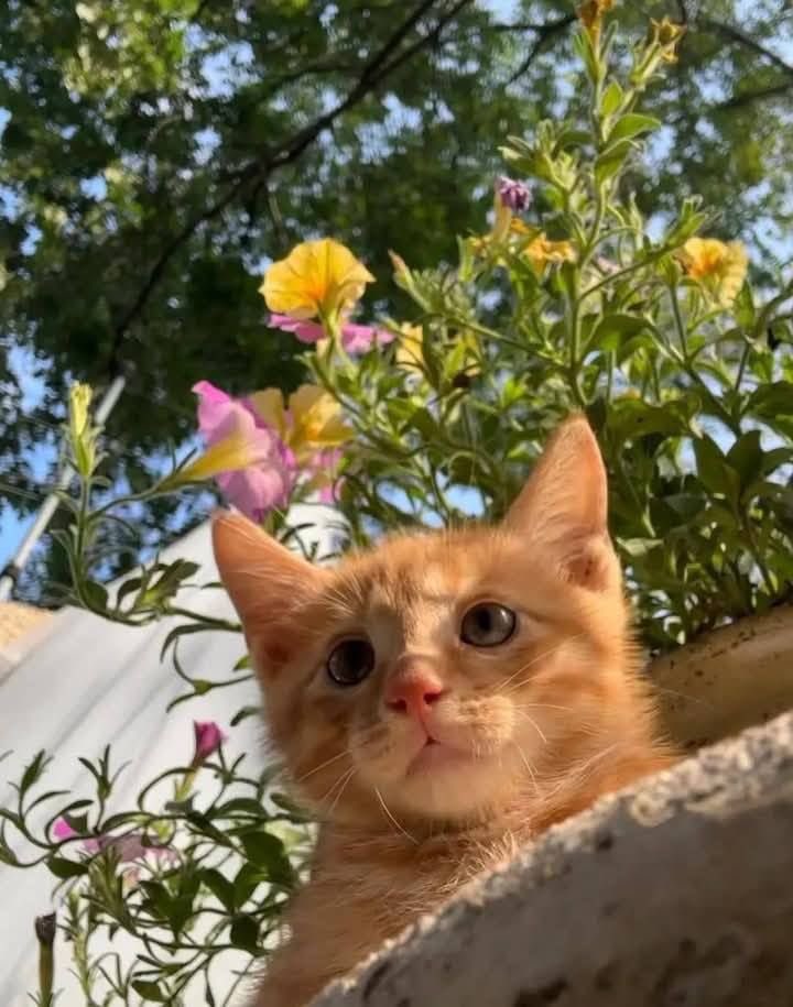 𝑙𝑦𝑟𝑎 tweet media