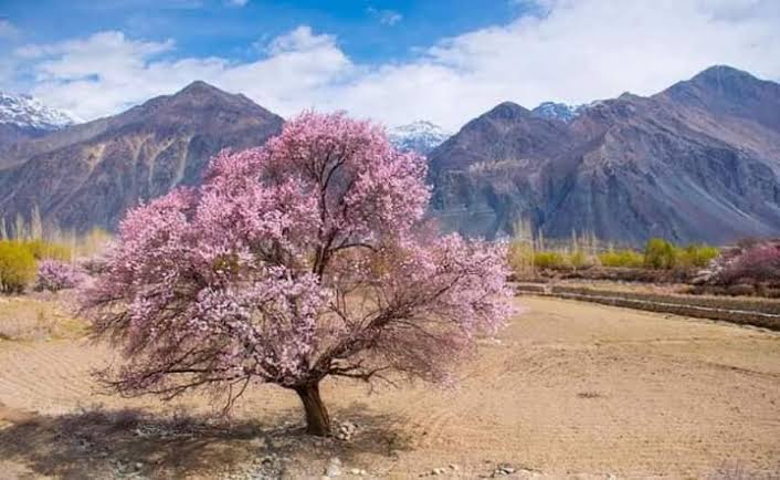 This is not Japan, this is our local Ladakh.
#KnowourBharat 

For a few weeks every spring, villages across this high-altitude region transform into a dreamy landscape filled with delicate pink and white flowers. Apricot trees bloom across orchards, fields and village lanes,