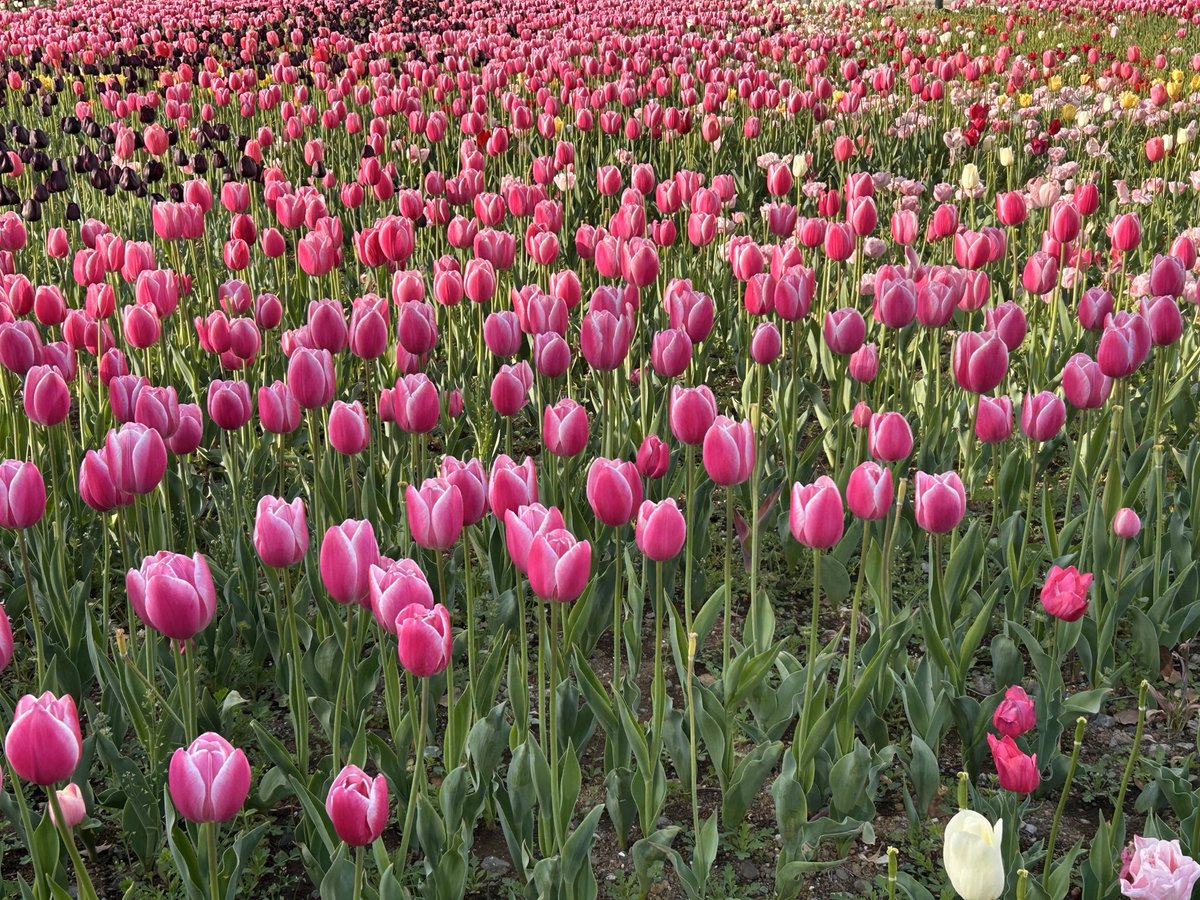 茶茶季🍵 tweet media